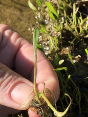 Lilaeopsis carolinensis