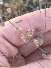 Thysanocarpus radians
