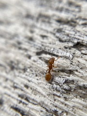 Temnothorax schaumii