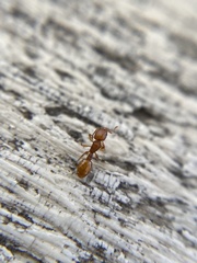 Temnothorax schaumii