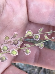 Thysanocarpus radians