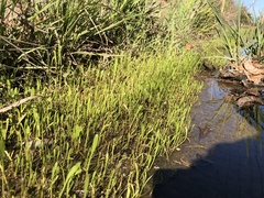 Lilaeopsis carolinensis