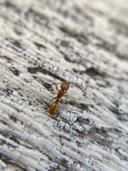 Temnothorax schaumii