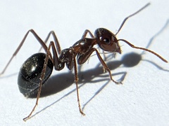 Myrmecocystus mimicus