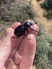 Eleodes grandicollis