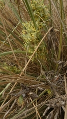 Cyperus conglomeratus