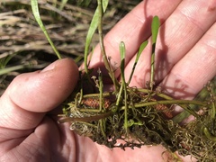 Lilaeopsis carolinensis