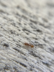 Temnothorax schaumii