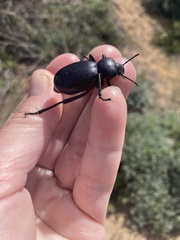 Eleodes grandicollis