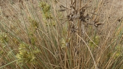 Cyperus conglomeratus