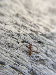 Temnothorax schaumii