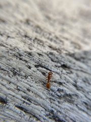 Temnothorax schaumii