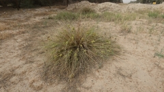 Cyperus conglomeratus