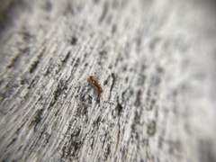 Temnothorax schaumii