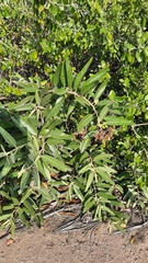 Colicodendron scabridum