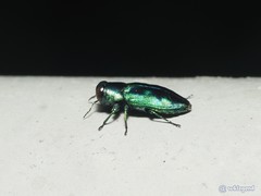 Chrysobothris sauteri