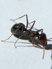 Myrmecocystus mimicus