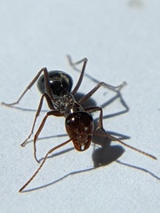 Myrmecocystus mimicus
