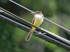 Sad Flycatcher photo 3