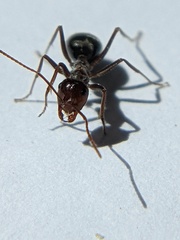 Myrmecocystus mimicus