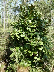 Magnolia grandiflora image
