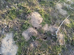 Microtus duodecimcostatus