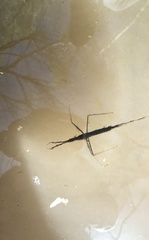 Ranatra quadridentata