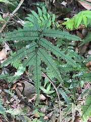 Adiantum pyramidale