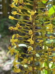 Lophanthera lactescens