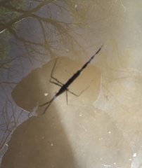 Ranatra quadridentata