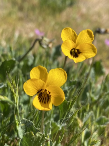 iNaturalist observation photo of California Golden Violet