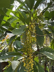 Lophanthera lactescens