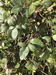 Vinca minor