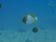 Hemitaurichthys polylepis