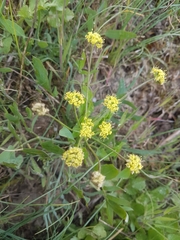 Lomatium nudicaule