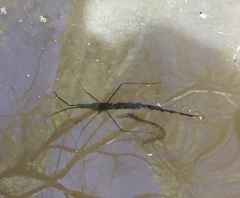 Ranatra quadridentata