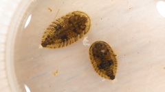 Ectopria nervosa