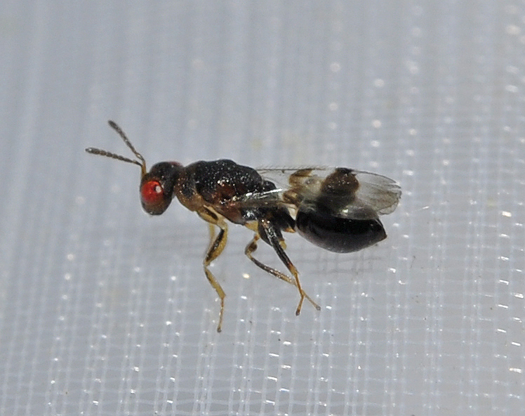 Sycophila binotata