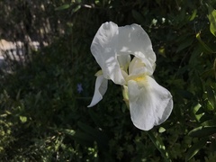 Iris albicans