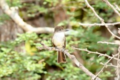 Stolid Flycatcher photo 2