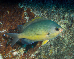 Chromis ovalis