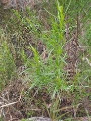 Baccharis angustifolia