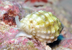 Vexillum cancellarioides