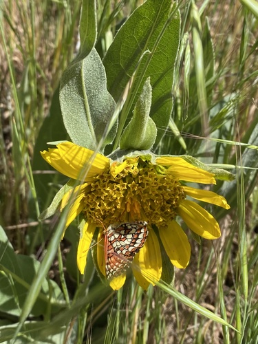 iNaturalist observation photo of Variable Checkerspot