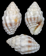 Vexillum cancellarioides