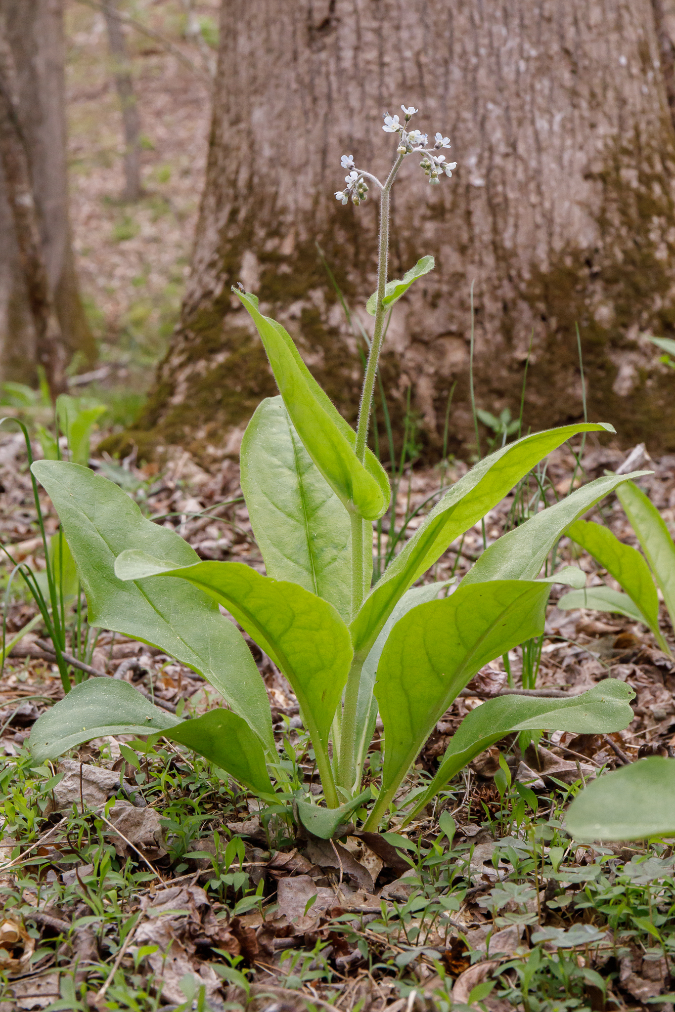 wild comfrey (Andersonglossum virginianum)  iNaturalist