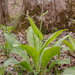 Andersonglossum virginianum - Photo (c) dogbowlbookpile, μερικά δικαιώματα διατηρούνται (CC BY-NC), uploaded by dogbowlbookpile