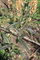 Pterocaulon cordobense