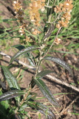 Pterocaulon cordobense