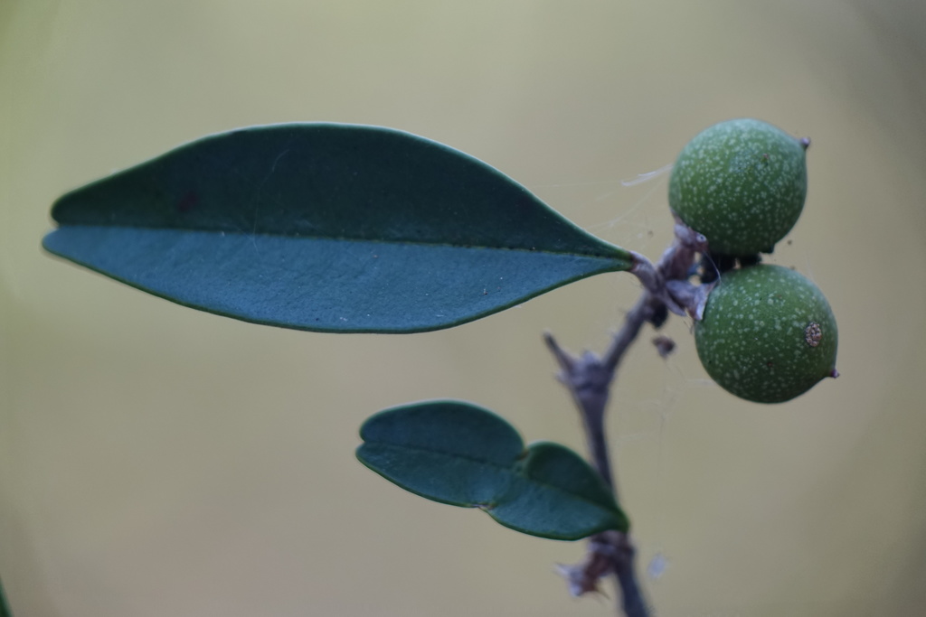 Noronhia boinensis